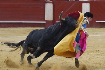 Toros