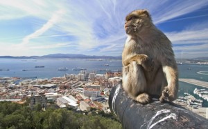 A Gibraltar ape at play.